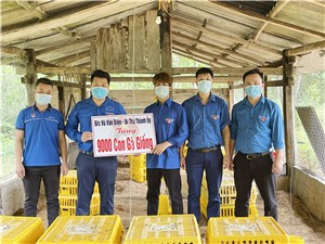 Bí thư Thành ủy hỗ trợ 9.000 con gà giống Tiên Yên cho đoàn viên thanh niên trên địa bàn thành phố