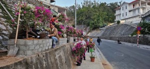 Hạ Long triển khai đợt cao điểm trồng hoa, chỉnh trang đô thị, tổng vệ sinh môi trường.